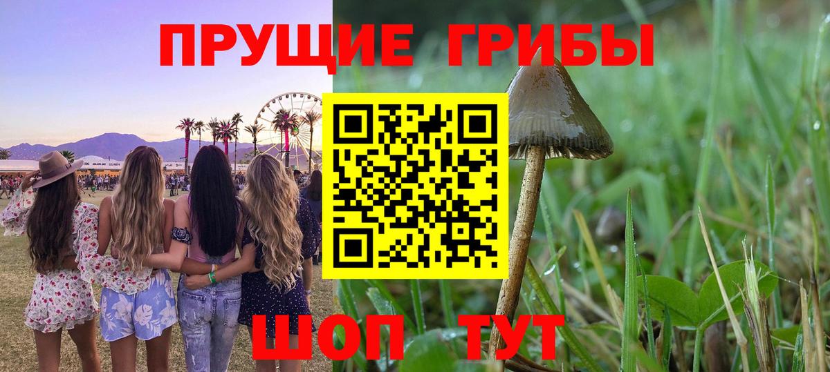 Псилоцибиновые грибы Psilocybe Армавир